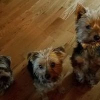 Anchor Animal Hospital ico