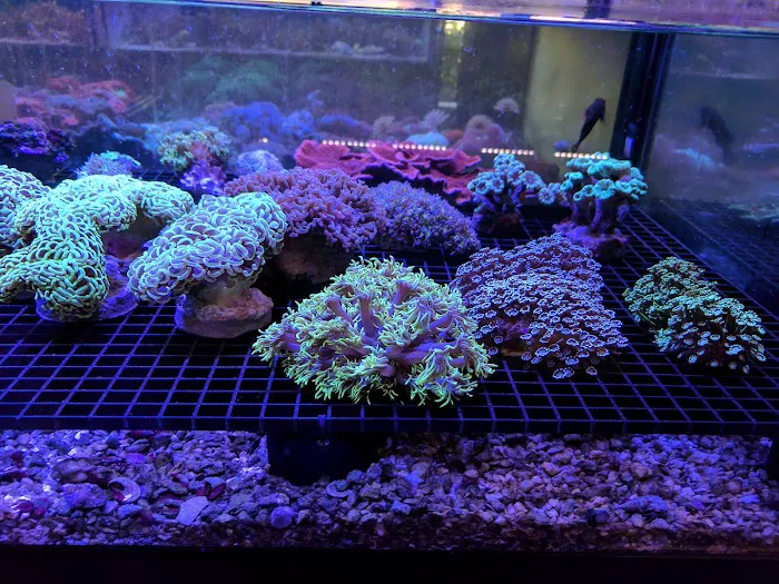 All Things Aquariums Picture 3