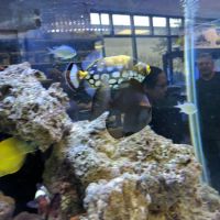 All Things Aquariums ico