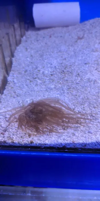 All Things Aquariums Picture 4