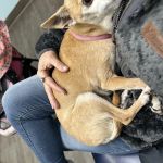 Anchor Animal Hospital Inc: Lefkowitz Katherine P DVM