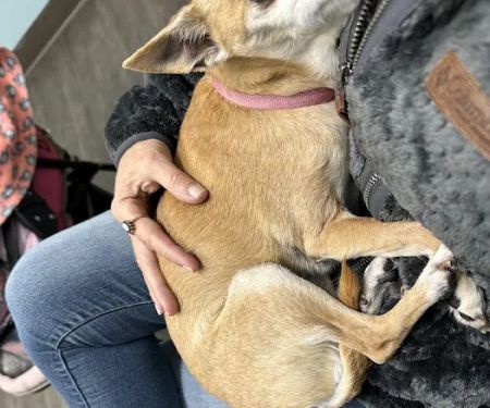 Anchor Animal Hospital Inc: Lefkowitz Katherine P DVM