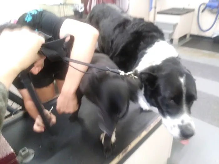 Paws n Milwaukie Picture 1