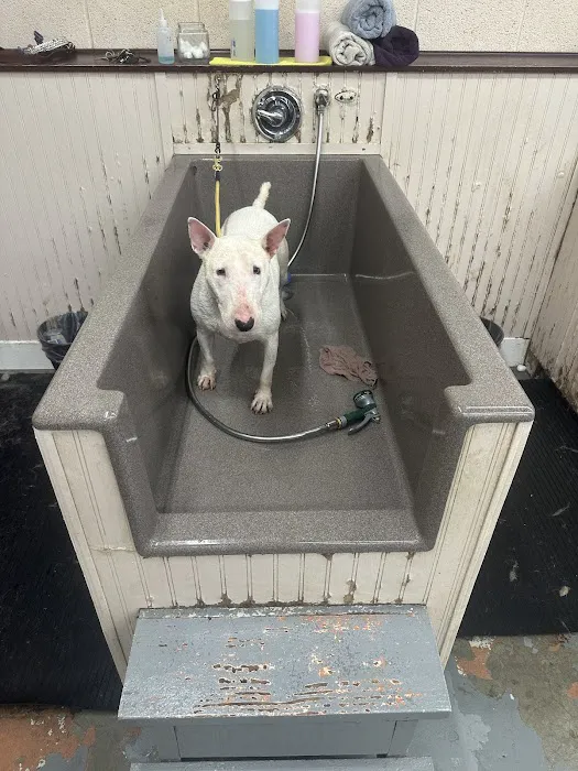 Paws n Milwaukie Picture 7