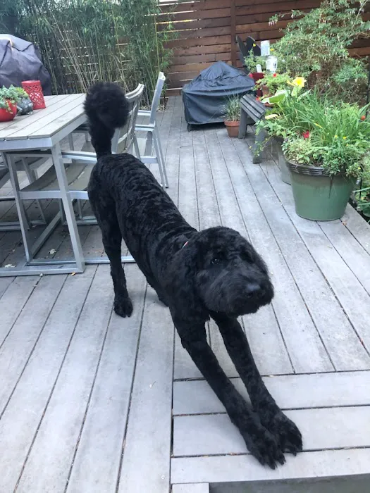 Paws n Milwaukie Picture 5