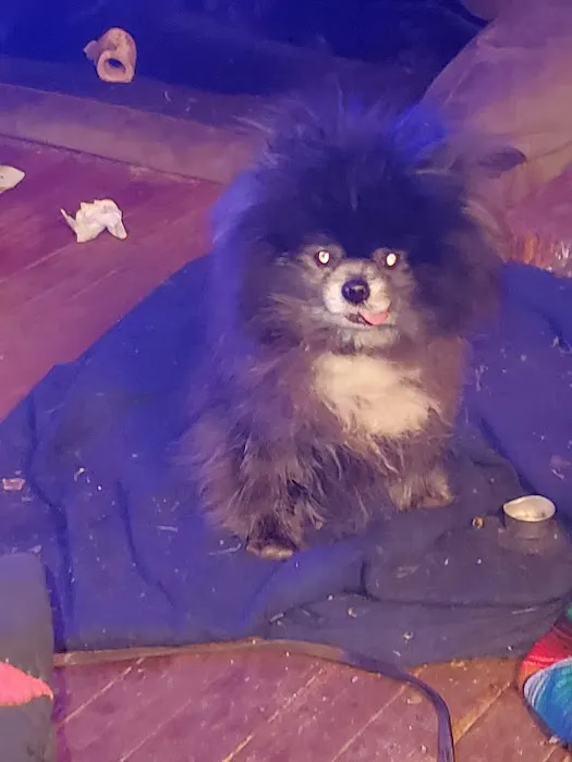 Paws n Milwaukie Picture 6