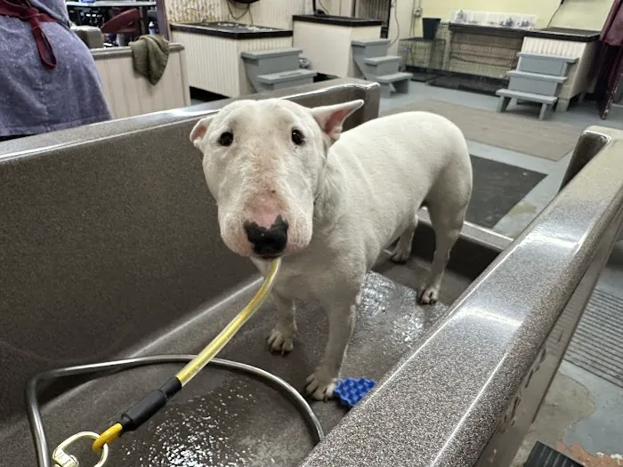 Paws n Milwaukie Picture 4