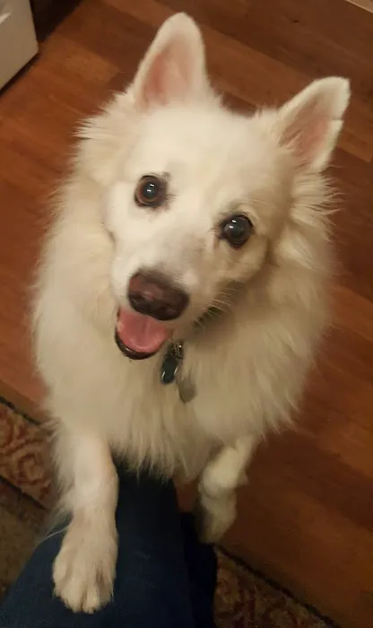 Paws n Milwaukie Picture 3