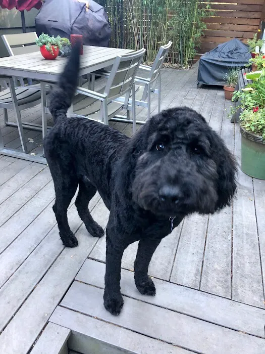 Paws n Milwaukie Picture 10