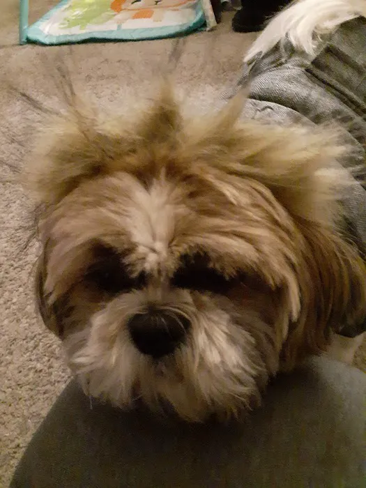 Animal Associates Picture 3