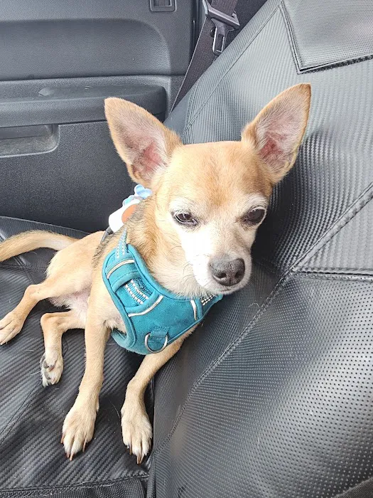 Animal Associates Picture 1