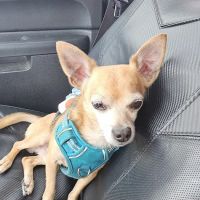 Animal Associates ico