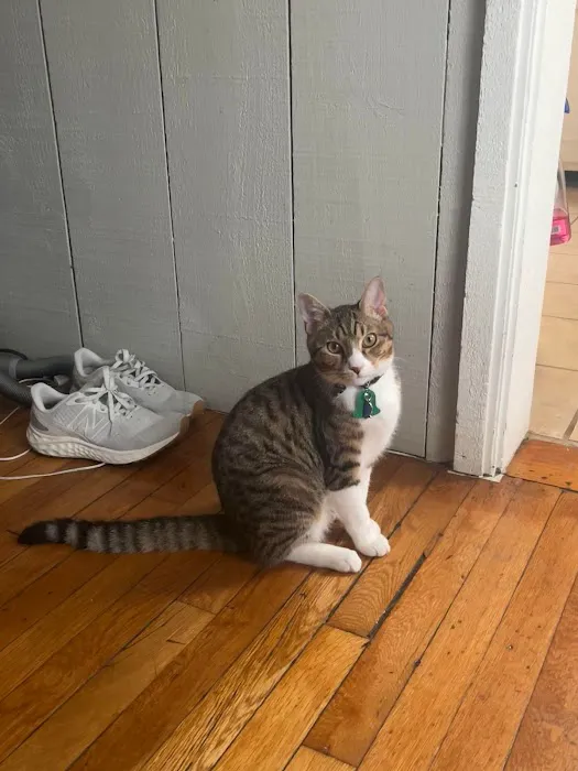 Animal Associates Picture 4