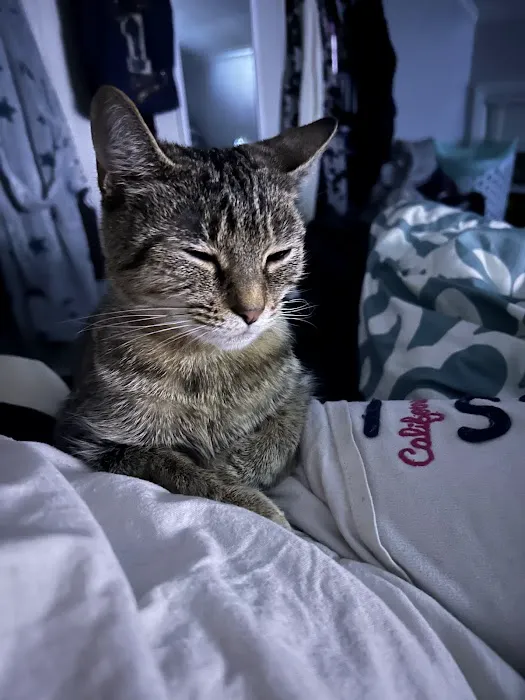 Animal Associates Picture 6