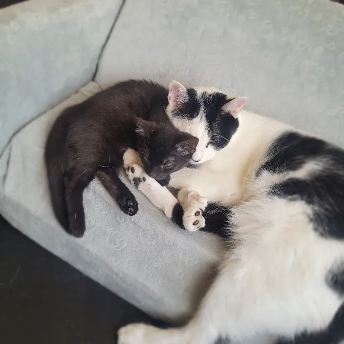 Animal Associates Picture 10