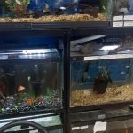 Creature Comforts Pet Supplies