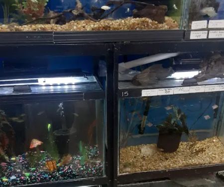 Creature Comforts Pet Supplies