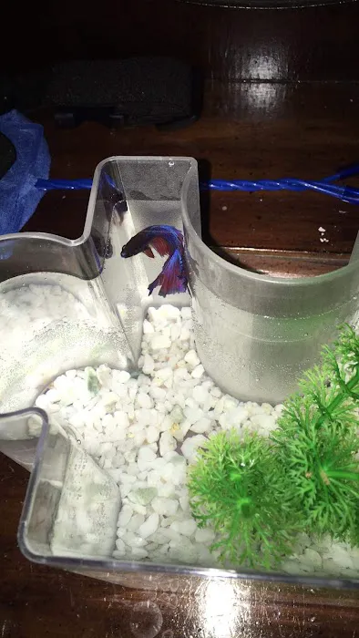 Vetco Vaccination Clinic Picture 2