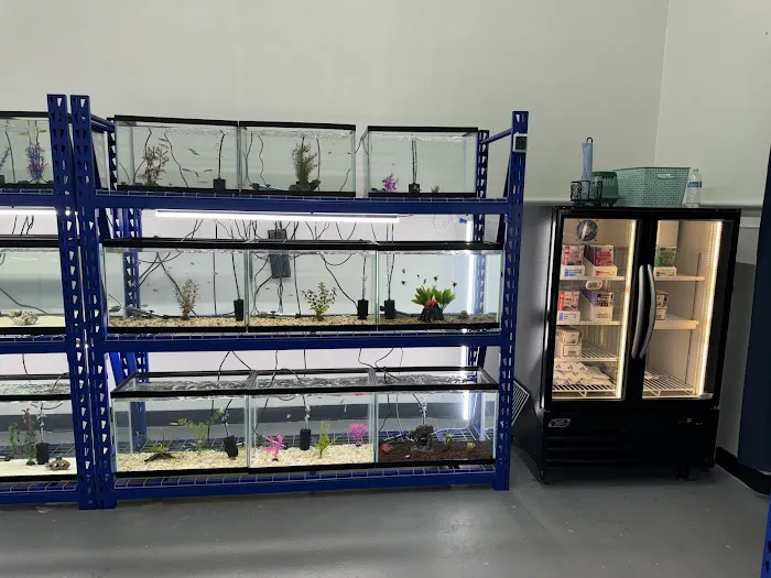 The Purple Tang Picture 7