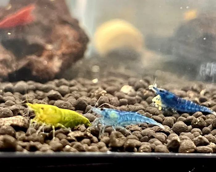 The Purple Tang Picture 3