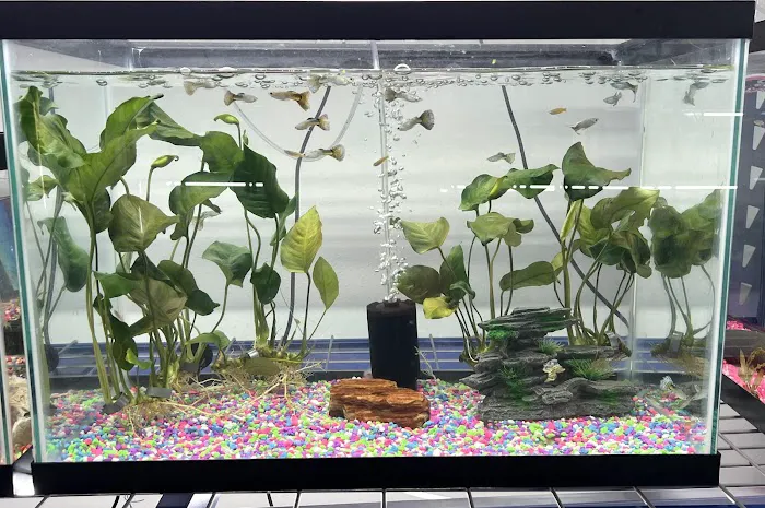 The Purple Tang Picture 4