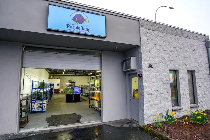 The Purple Tang Picture 6