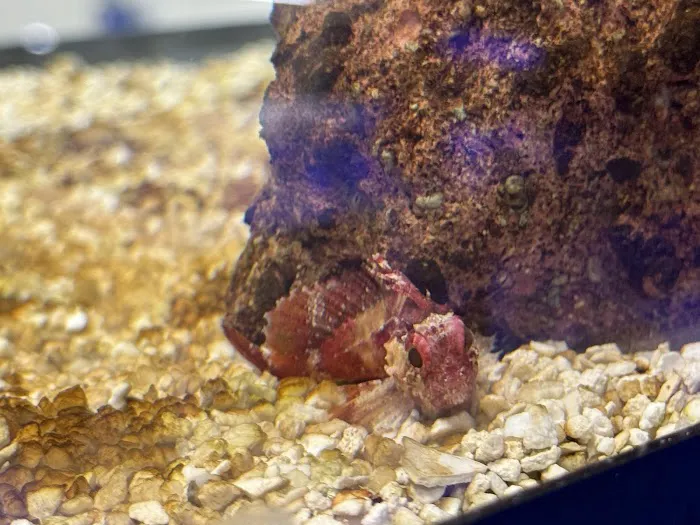 The Purple Tang Picture 8