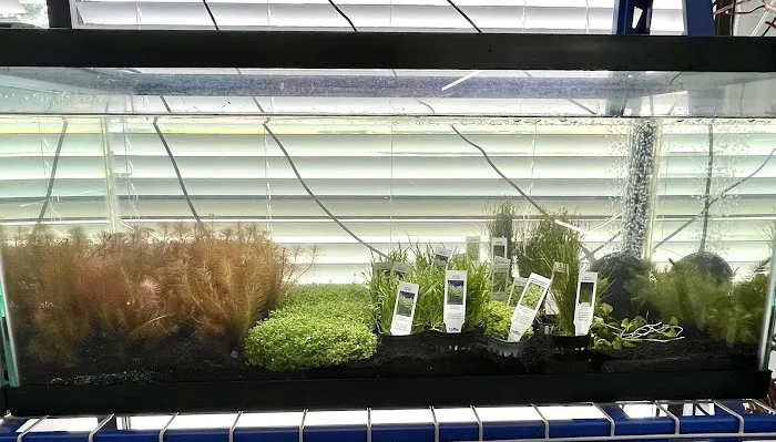 The Purple Tang Picture 5