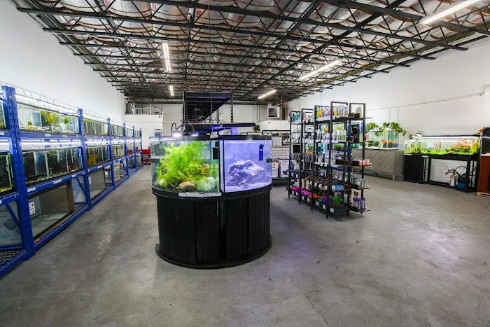 The Purple Tang Picture 1