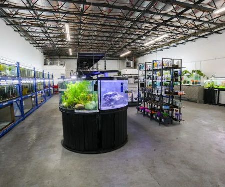 The Purple Tang