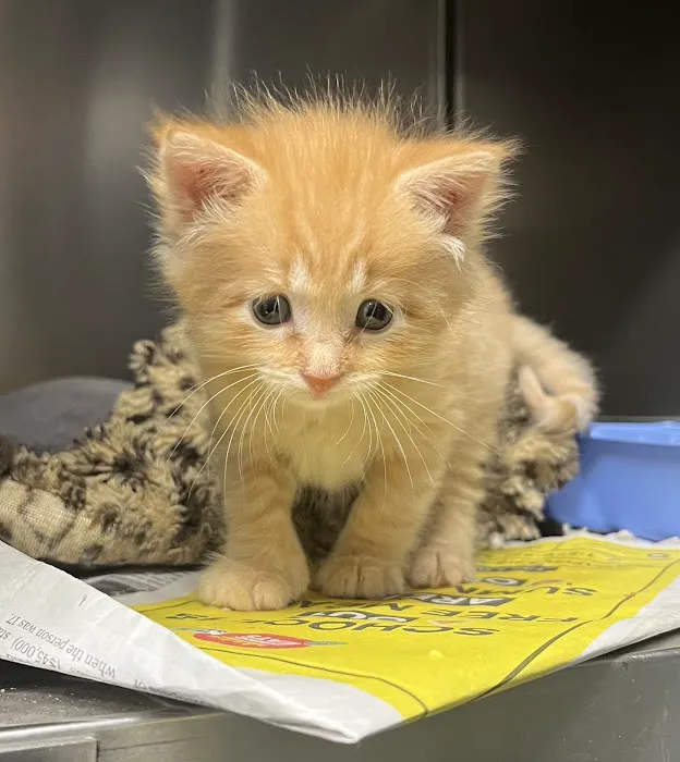 Dagenais Veterinary Clinic Picture 5