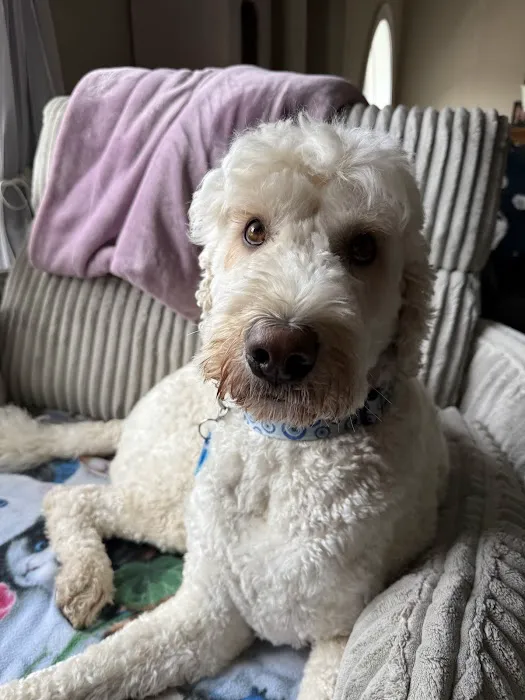 Dagenais Veterinary Clinic Picture 6