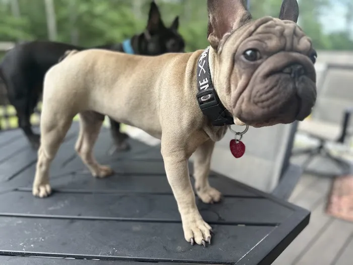 Dagenais Veterinary Clinic Picture 1