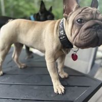 Dagenais Veterinary Clinic ico