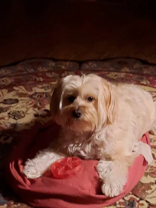 Chase Farm Veterinary Hospital Picture 2