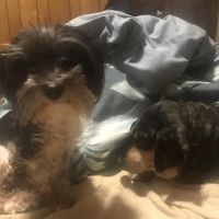 Chase Farm Veterinary Hospital ico