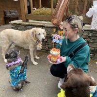 Hip Hound Barkery ico