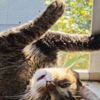 TLC Veterinary Hospital ico