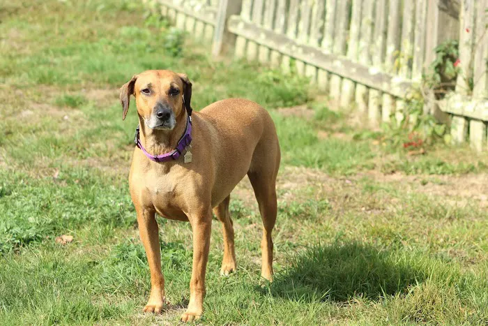 TLC Veterinary Hospital Picture 2