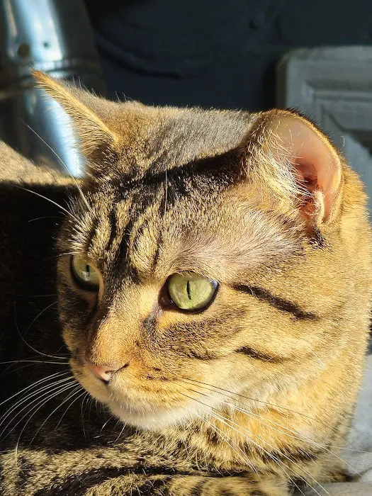 TLC Veterinary Hospital Picture 5