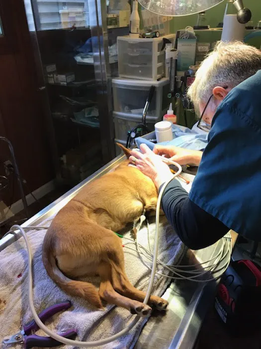 TLC Veterinary Hospital Picture 10