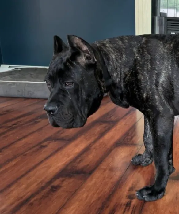 Central Avenue Veterinary Clinic Picture 10