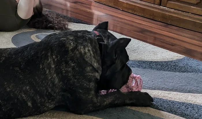 Central Avenue Veterinary Clinic Picture 1