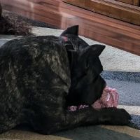 Central Avenue Veterinary Clinic ico