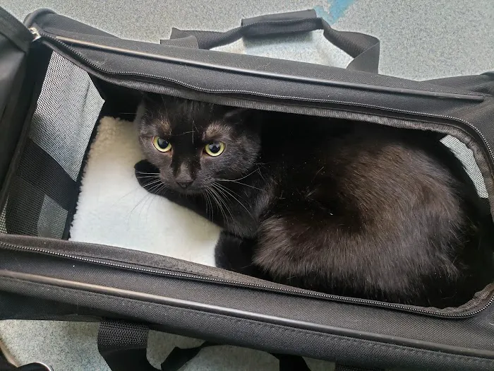 Central Avenue Veterinary Clinic Picture 8