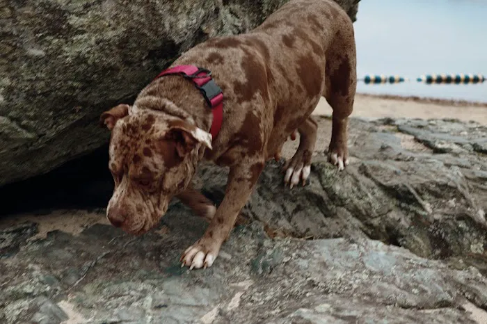 Central Avenue Veterinary Clinic Picture 5