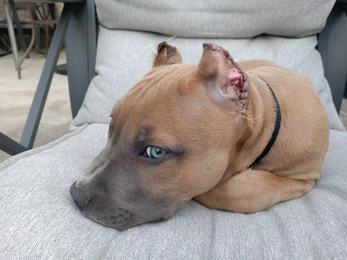 Central Avenue Veterinary Clinic Picture 4