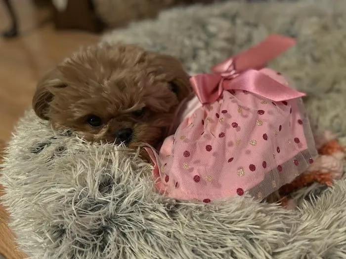 The Crimson Reef, LLC Picture 3