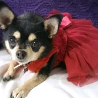 The Crimson Reef, LLC ico