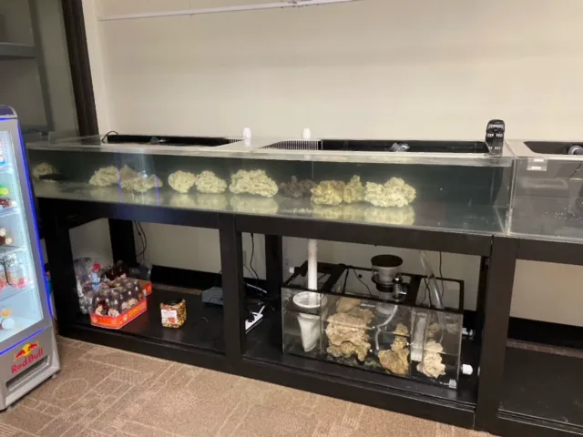 The Crimson Reef, LLC Picture 11